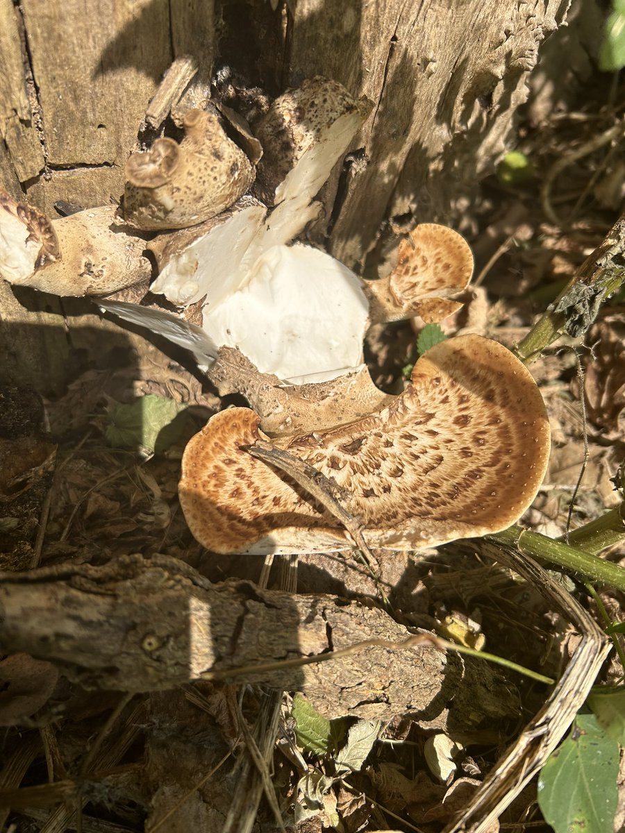 Essau1969's tweet image. #SundayFunday #Mushroom #Foray