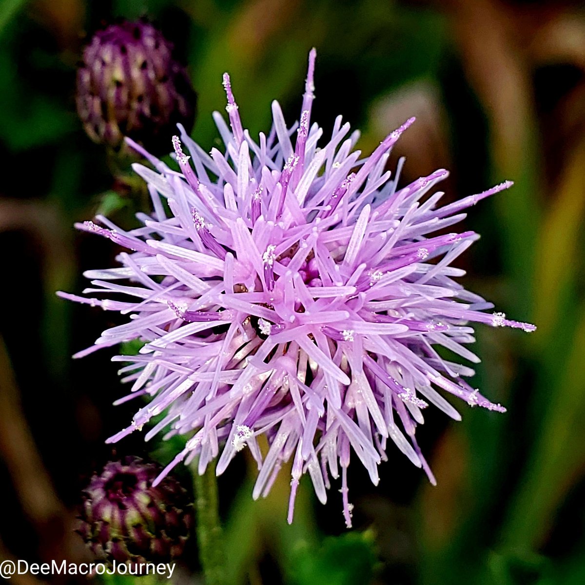 DeeMacroJourney's tweet photo. This is the blossom of one of the plants I classify as a 'weed'.
I had to capture its beauty.
#DeeMacroJourney
#macrophotography
#photography
#macrocaptures
#flowerphotography
#photographycommunity
#photographersontwitter
#closeupphotography
#pinkflower
#smartphonephotography https://t.co/DQDdTvwzhE