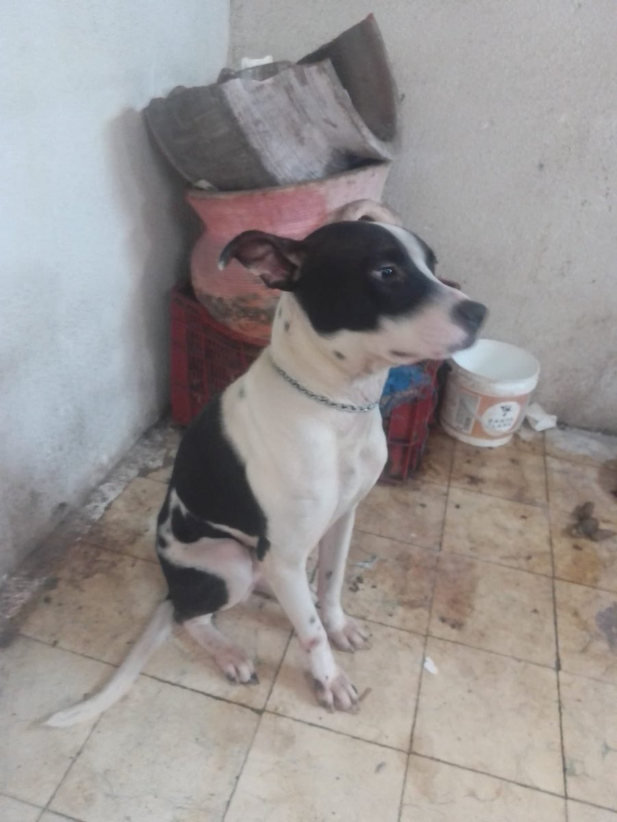 Unacontamas's tweet photo. Amigooos!! A una vecina le llegó este mensaje para rescatar a este perro!! Le súper urge hogar temporal, están a punto de sacarlo a la calle!
Está en mar blanco 64, en la
Miguel Hidalgo. Urge rescatarlo está en los huesos !! 
#CDMX #RescateUrgente #perrito #dog #mascotverse https://t.co/GIDa9oQhYP