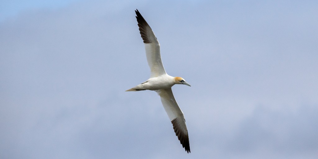 The longevity record for Gannet is 37 years, 4 months and 16 days! 😮 This species has an incredible two metre wingspan, along with a warm yellow head, white body and black wingtips. #Ornithology #BirdFacts

📷 Gannet in flight by Edmund Fellowes/BTO