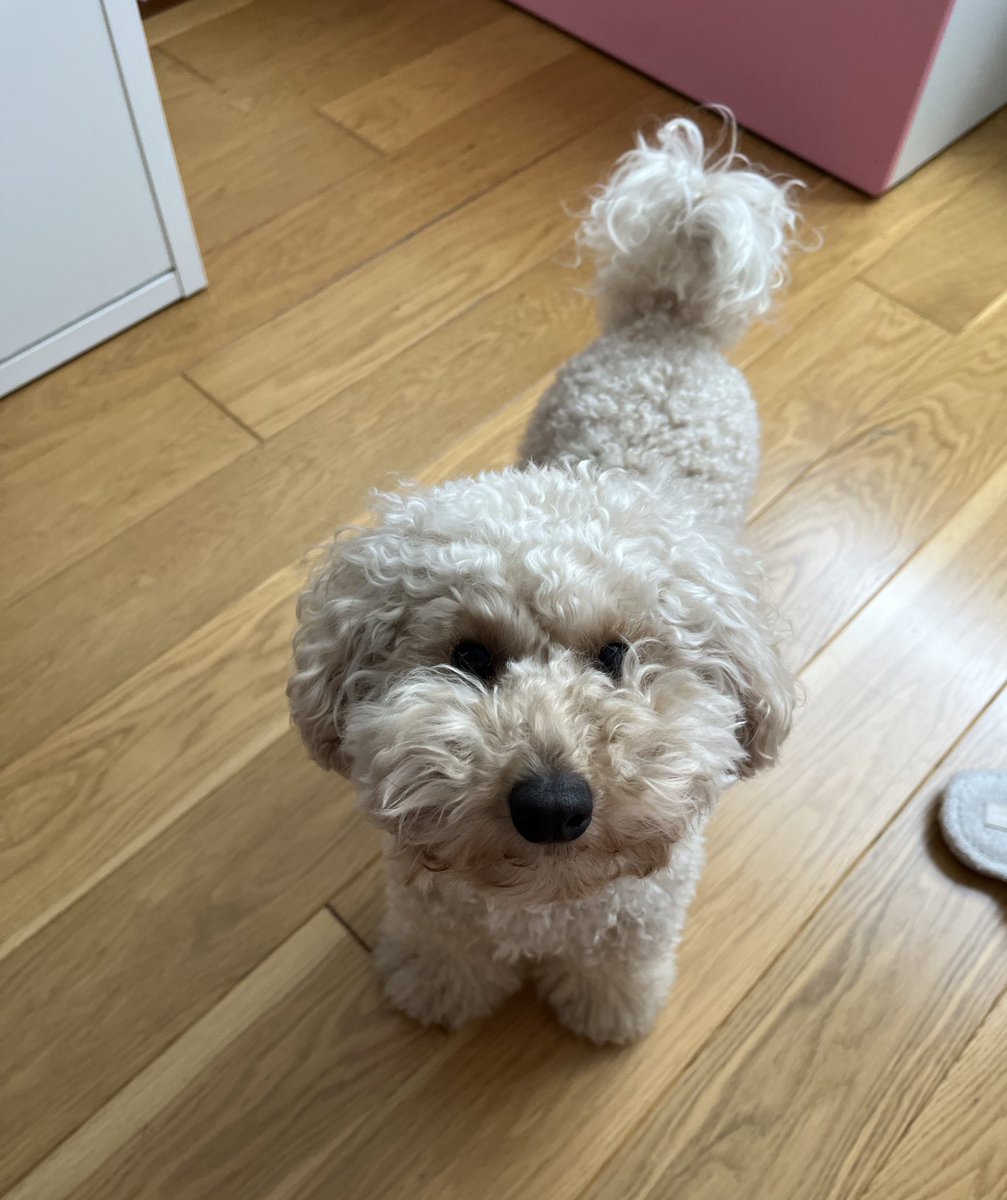clauusutil's tweet photo. no he visto perro más guapo que el mío https://t.co/lQ9cDRZZi6