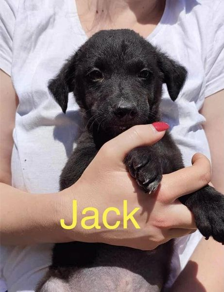 BosniaCatsDogs's tweet photo. ‼️🆘‼️URGENT HELP NEEDED‼️🆘‼️
Naida has once again been overflowing with pups, a lot of them very sick with Parvo 😥
Like all those in her care, she foght long and hard to help them survive ❤️
Below are another 15 pups and the mum of 7 of them. We never raised all the initial costs for them and these debts need to be paid so she can continue helping those in dire need 🥰
To help raise these funds I am asking my lovely friends to name one for £10 ❤️
So far, 5 have names, the pup alone, the mum and 3 pups.
ELEVEN - ALL GIRLS , still need names so I’m hoping that we can get them names today, they all deserve names ❤️
However, if you don’t have funds to name one, any donation, no matter how small is greatly appreciated, it all adds up and DOES make a difference.
Please comment if you are naming one
THANK YOU SO SO MUCH FOR ALWAYS BEING HERE FOR US AND THE ANIMALS ❤️🐾
Please mark ‘pups’
https://t.co/Xr2hmsJF5M