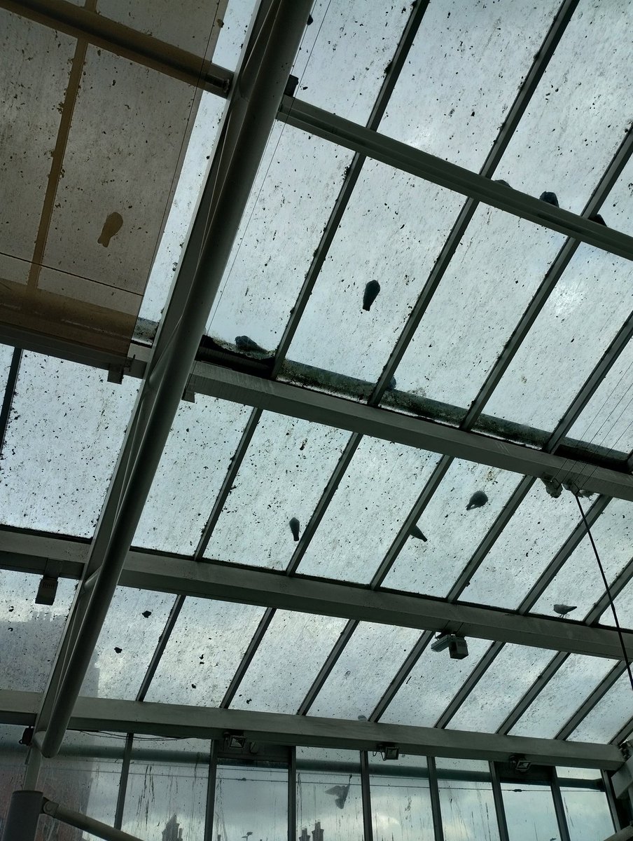 The_Hull_truth's tweet image. Had the 'pleasure' of looking up in @PrincesQuayHull yesterday and urgh... Sooooo much bird 💩 time for a clean ! @hulllive @looknorthBBC what do you think? Do the owners care what it looks like? #hull #dirtybirds #cleanitup