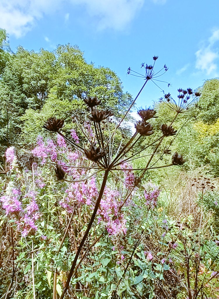 Paulbl71's tweet photo. #wildflowerhour https://t.co/EsqJNVM0hx