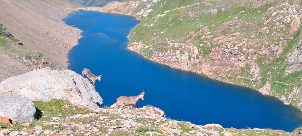 Saliinvetta's tweet photo. 📍 Lago Nero, Lago Kastel e Toggia, nel cuore dell'alta Val Formazza. Regione Piemonte.
👉https://t.co/Xv03xAuPNT
#lagonero #lagokastel #valformazza #view #montagna #alpinismo #fotomontagna #trekking #camminate #escursioni https://t.co/ELVXDM1KJX