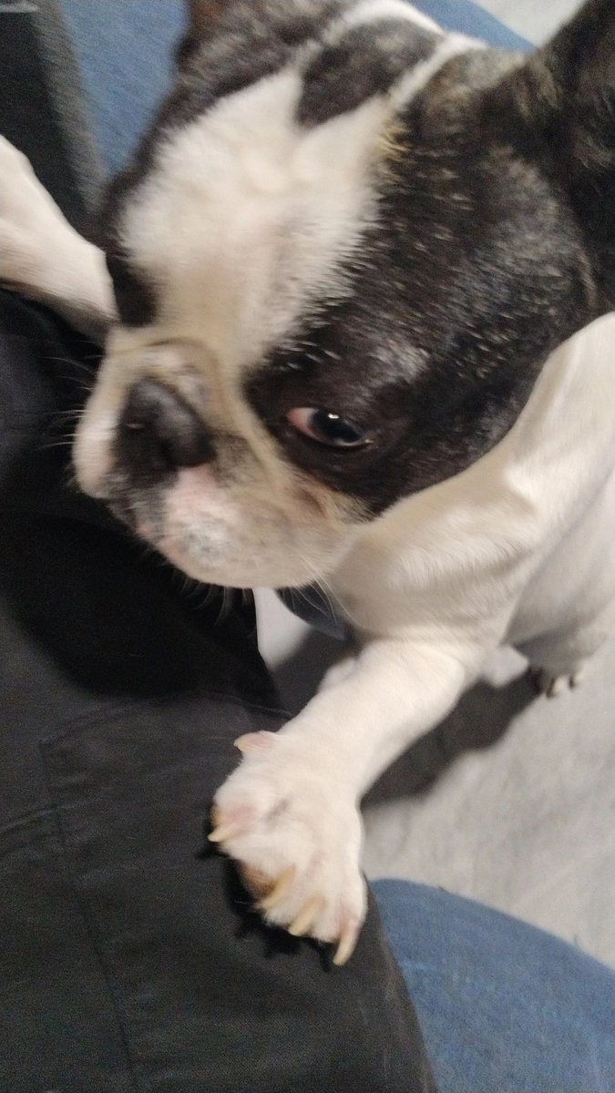 danbolto tweet media