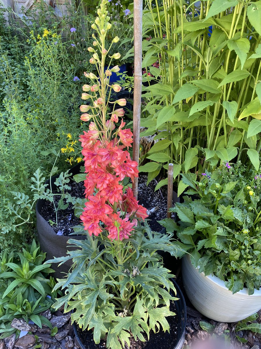 ColinofCa's tweet photo. Loving this delphinium. #perennial #delphinium #gardening #redflowers https://t.co/ZGva37pmUz
