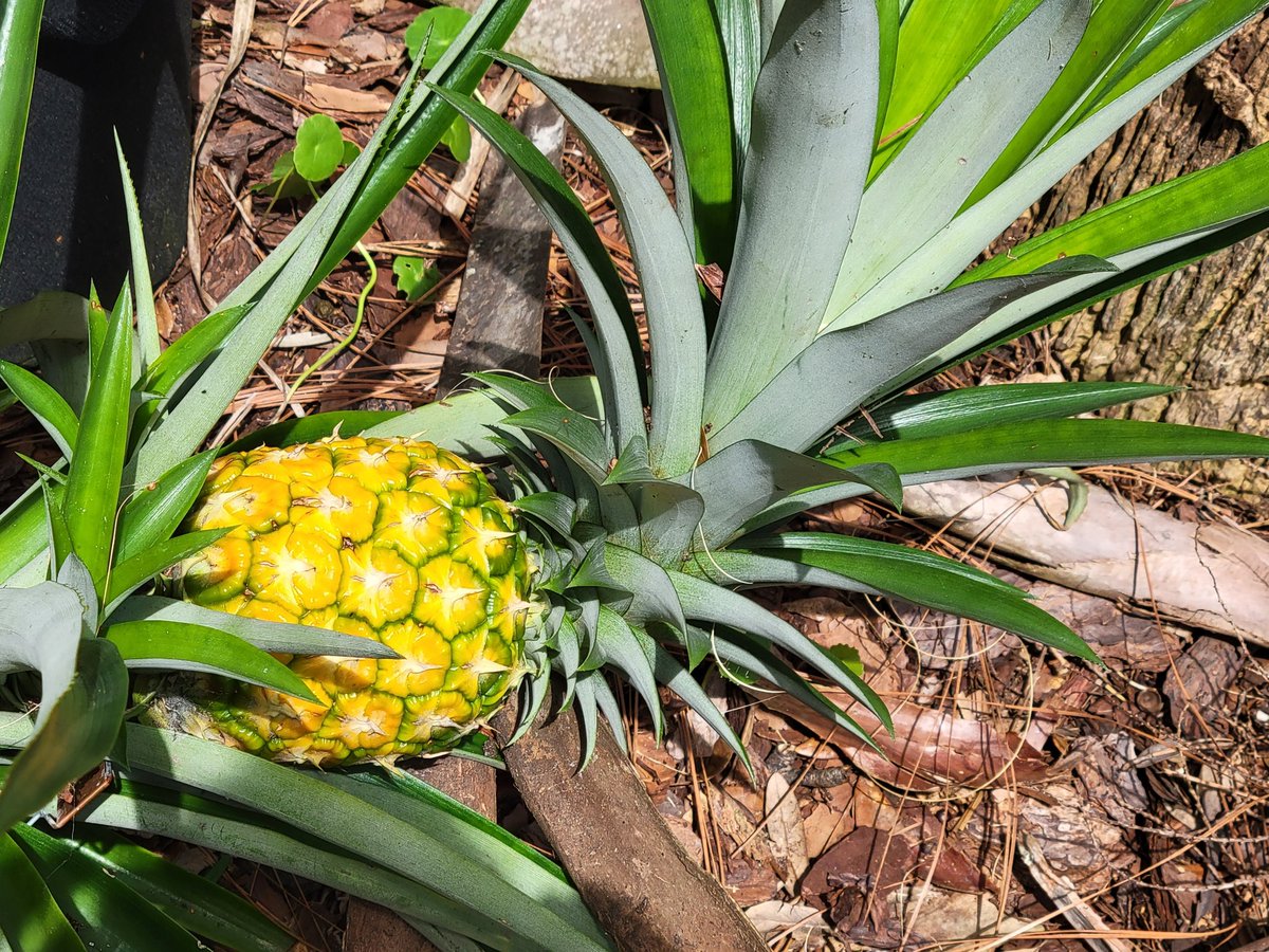 Proud of my pineapple #SundayYellow #mygarden
