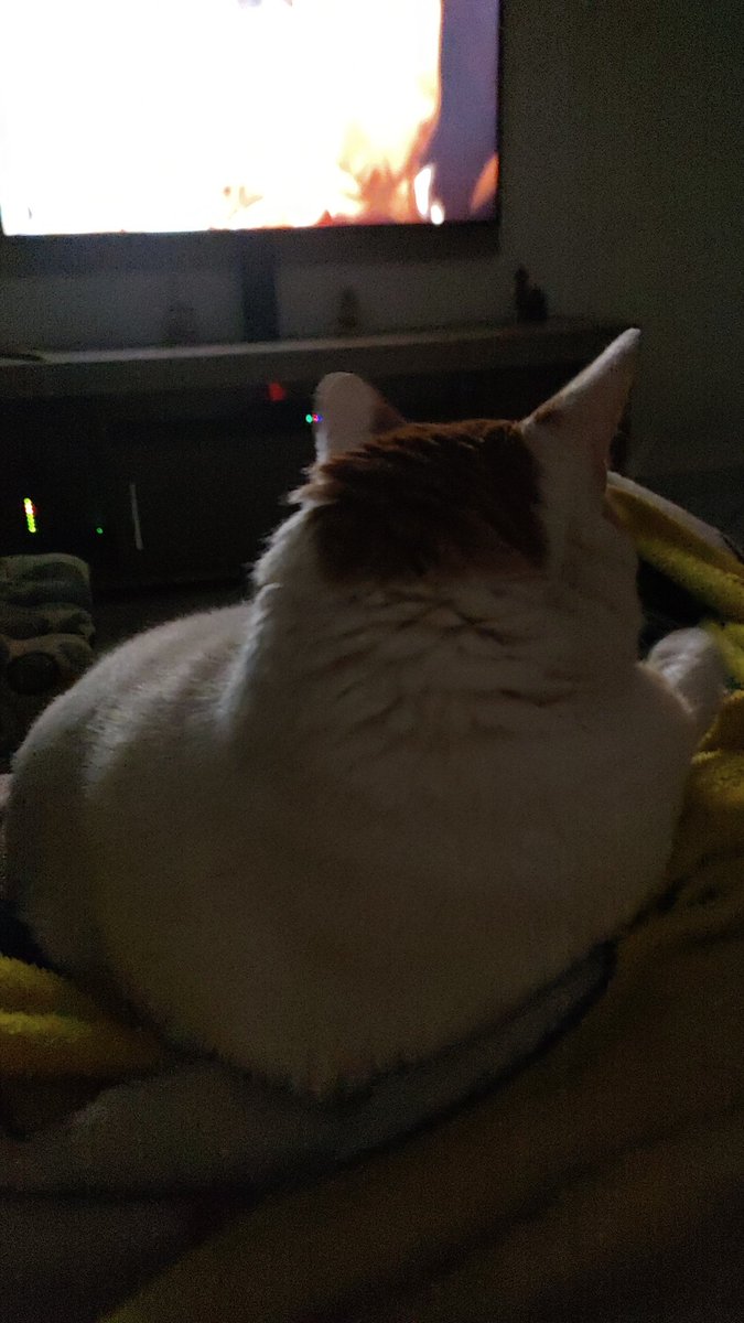 gwennethy6kqoy's tweet photo. E esse gordo dormindo em cima da minha perna!
#gateiro #gato https://t.co/SQquPpUDRr
