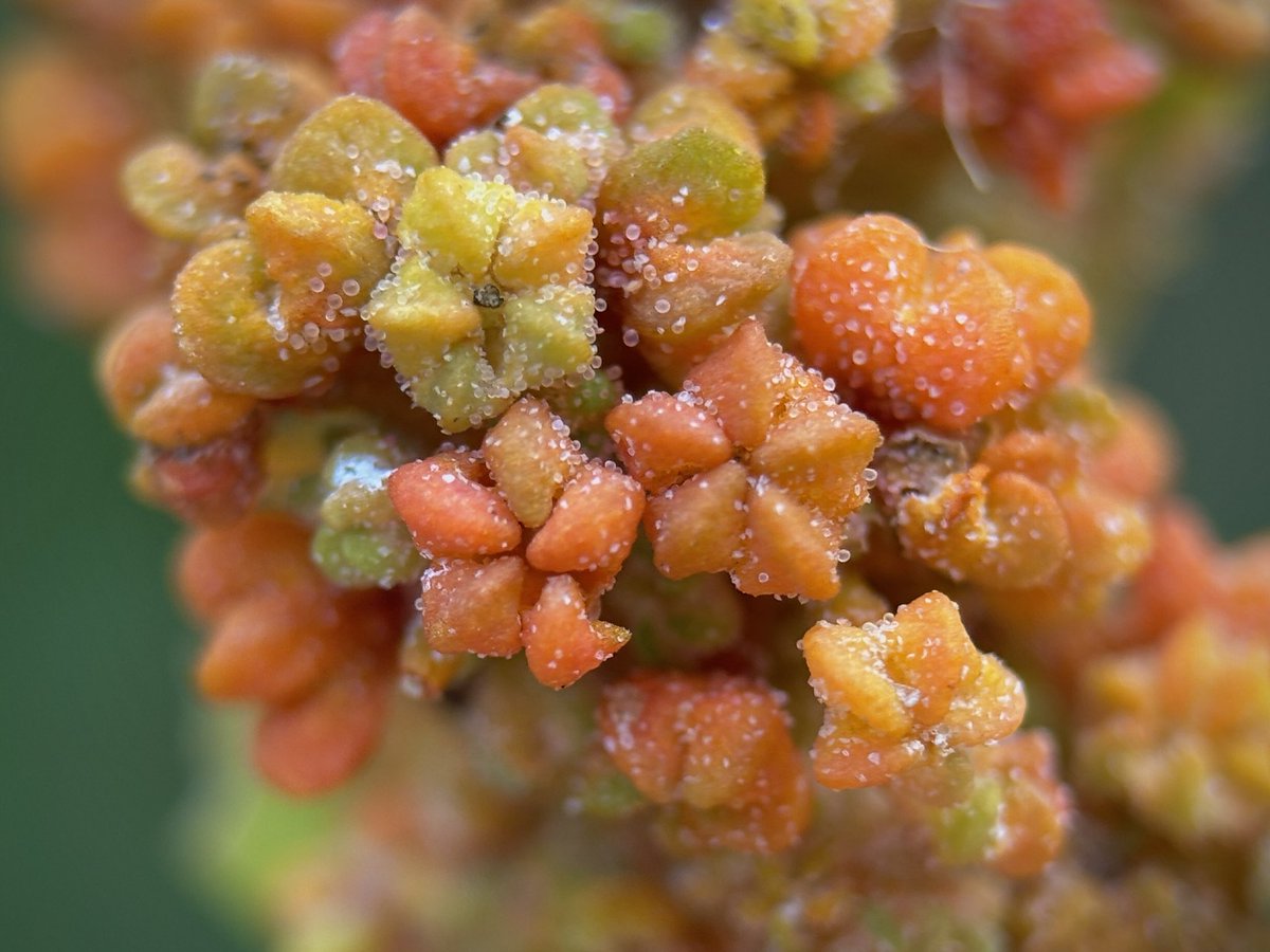 Liz Louise tweet media