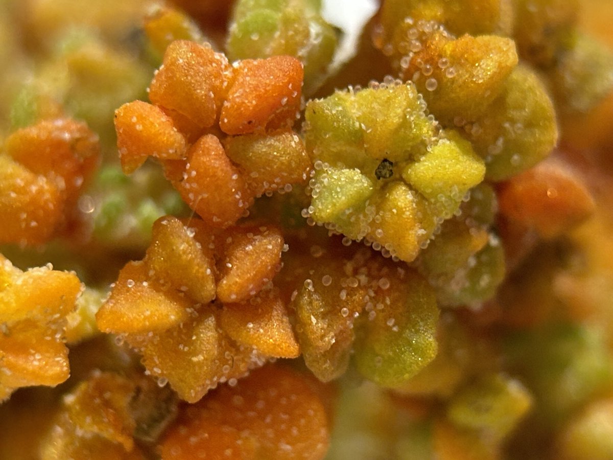 Liz Louise tweet media