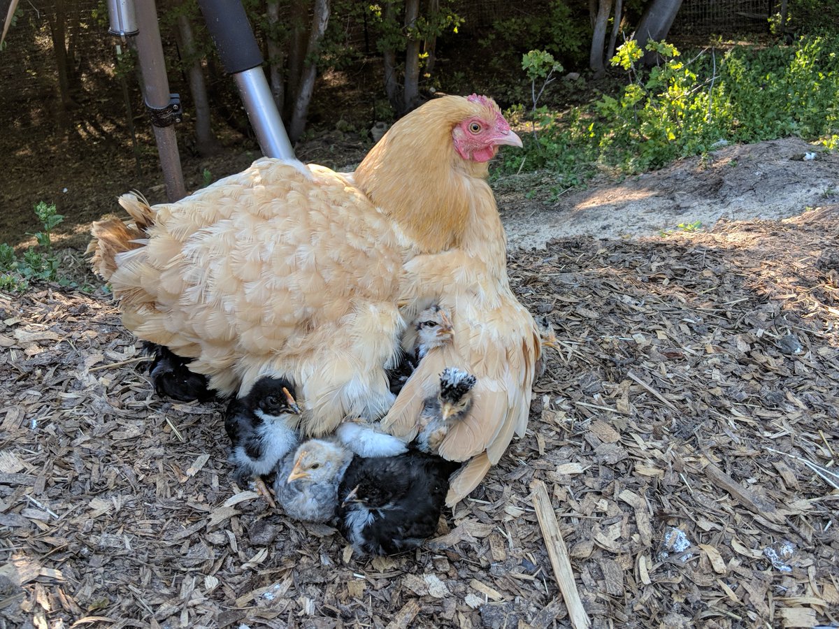 Beverly passed away in her sleep last night. Not only did she care for so many chicks and ducklings, she cared for you and me. May we carry on her legacy of softness and love to all.