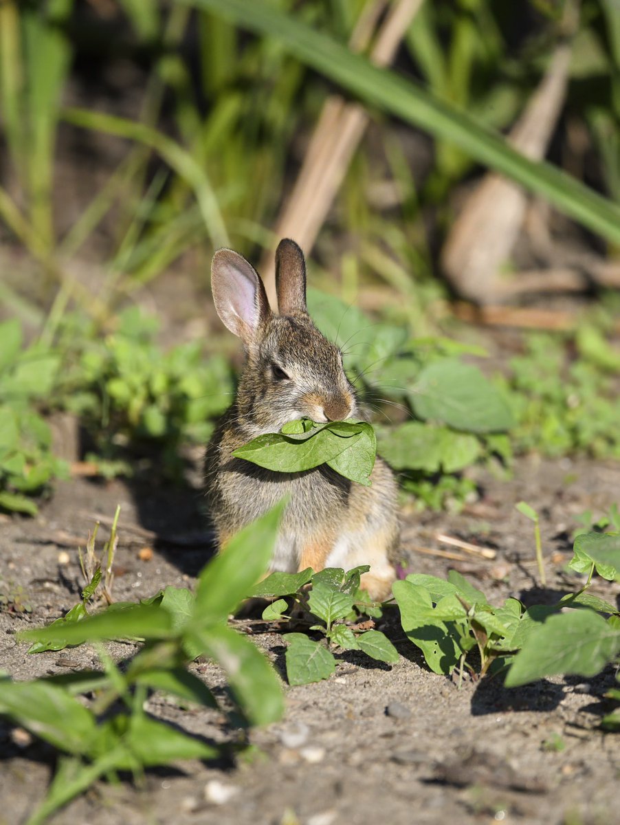 Siouxcq523's tweet photo. Weekend adventure #forttryon #rabbits and #butterfly and @GreenwoodCem #kestrel #rabbitsoftwitter #butttetfluesoftwitter #kestrelsoftwitter #nycwild #wildnyc https://t.co/u9ekcW2xkl