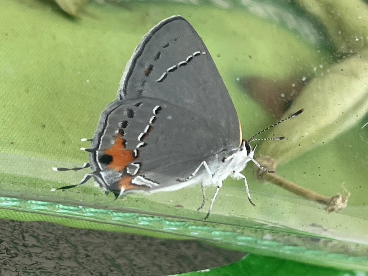 sqkyclean's tweet photo. Grey Hair Streak Butterfly that hatched today! https://t.co/U8yWkckciu