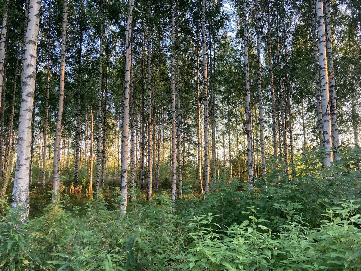 Schnuffelfisch's tweet photo. #BirchForest #Sunset #Finland #Nurmes
@ThePhotoHour https://t.co/BTkiyZFwlG