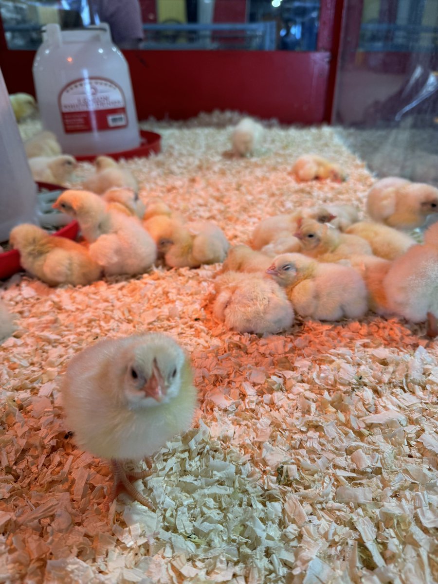 BirthsFair's tweet photo. Come say hi to the chicks! https://t.co/P8se1h55oJ