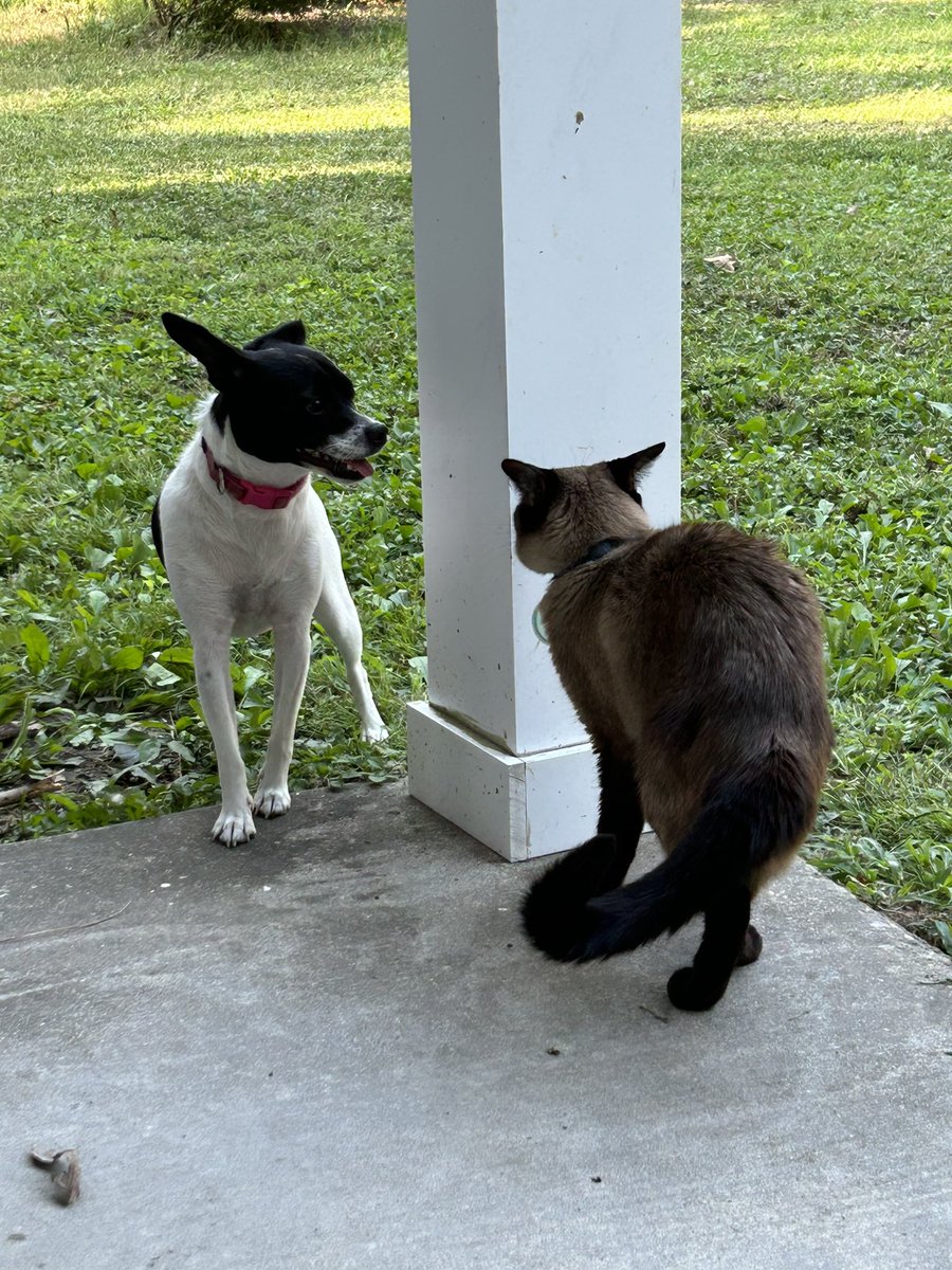 sachs1011's tweet photo. The neighborโs dog came over to visit. Riley had some zoomies to chase Maya. The catโฆheโs not so sure. #dogsoftwitter #dogsfx #riley #ollie https://t.co/LqCt09aqDo