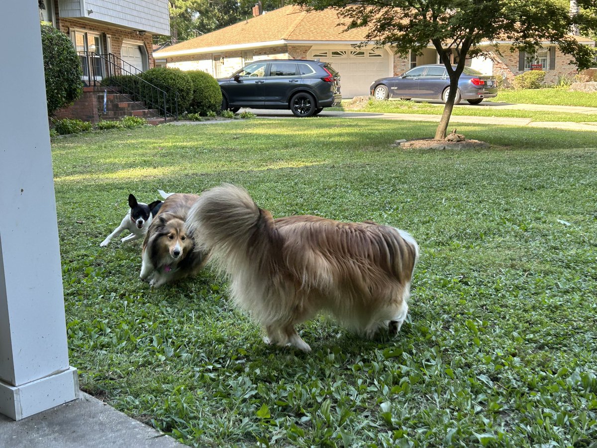 sachs1011's tweet photo. The neighborโs dog came over to visit. Riley had some zoomies to chase Maya. The catโฆheโs not so sure. #dogsoftwitter #dogsfx #riley #ollie https://t.co/LqCt09aqDo