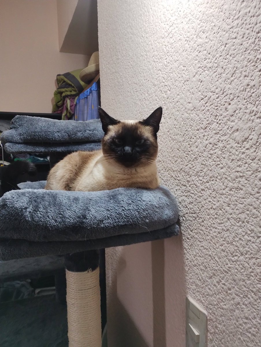 JozeCg's tweet photo. @twaniimals https://t.co/oKCjs1sLbs