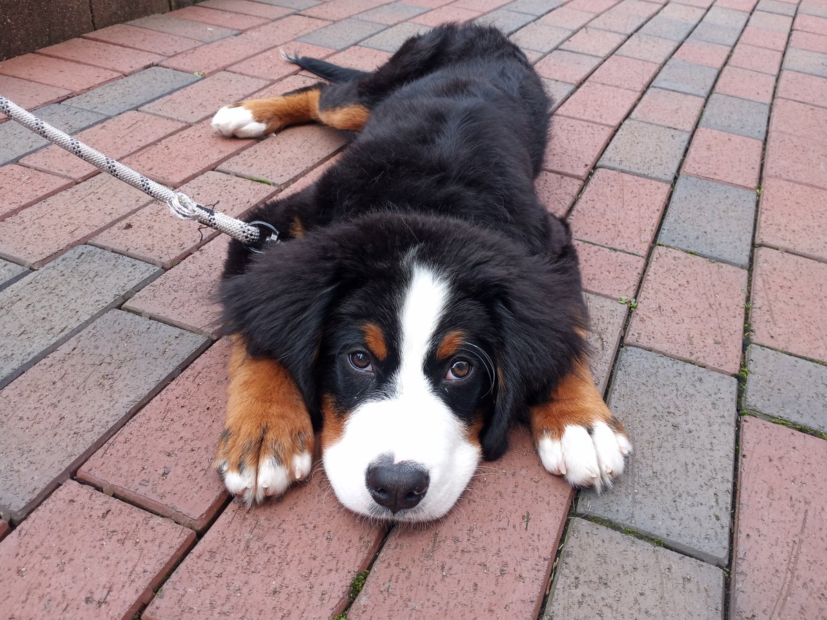 BuckyKatt's tweet photo. Sunday timeline cleanse courtesy of Moose, the #bernesemountaindog. #dogsoftwitter #dogsofx #petsitting #AdventuresInPetsitting https://t.co/My0cPvfy2G