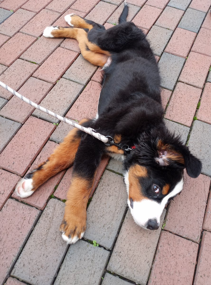 BuckyKatt's tweet photo. Sunday timeline cleanse courtesy of Moose, the #bernesemountaindog. #dogsoftwitter #dogsofx #petsitting #AdventuresInPetsitting https://t.co/My0cPvfy2G