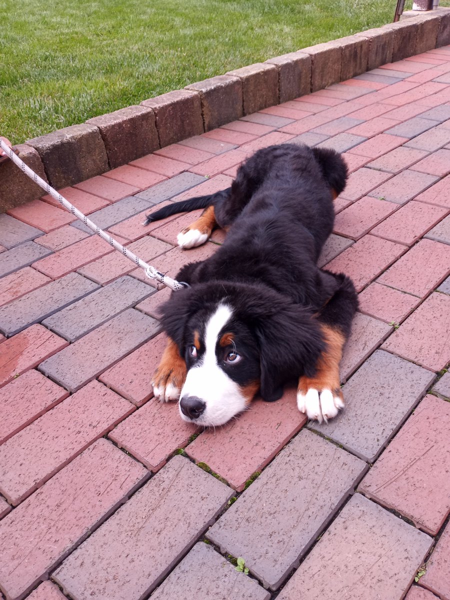 BuckyKatt's tweet photo. Sunday timeline cleanse courtesy of Moose, the #bernesemountaindog. #dogsoftwitter #dogsofx #petsitting #AdventuresInPetsitting https://t.co/My0cPvfy2G