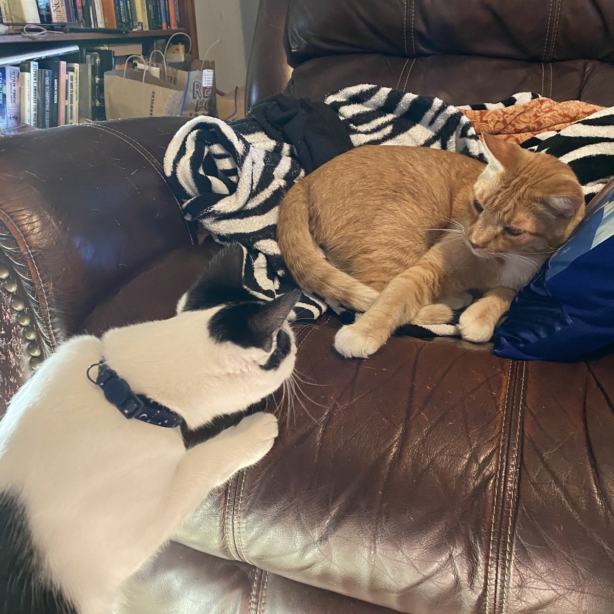 Twitter, this is our new girl, Maisie! Maisie, this is everyone 🥹😻