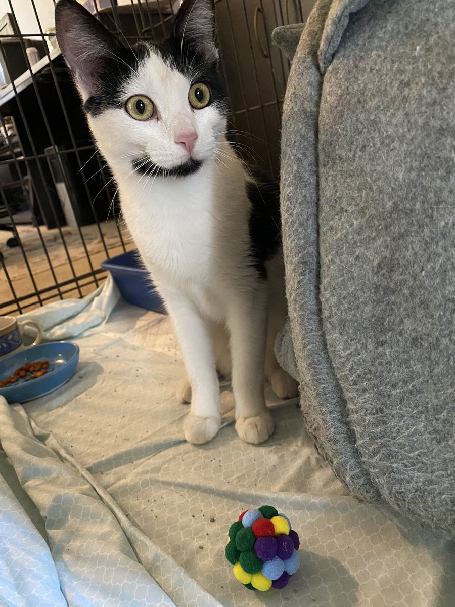 katerz1's tweet photo. Twitter, this is our new girl, Maisie! Maisie, this is everyone 🥹😻 https://t.co/MzoBhxLVNL