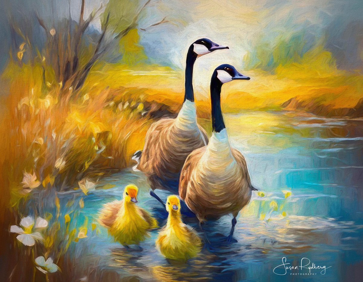 SusanRydberg's tweet photo. Canadian Geese - Art created from my photo taken in #Minnesota 
#AbstractArt
#ContemporaryArt
#NatureArt
#WildlifeArt
#CanadianGeese
#Goslings
#OilPainting
#MinnesotaArt
#DreamyArt
#EtherealArt
#PainterlyTextures
#ModernArt
#NatureInspired
#ArtisticExpression
#WildlifePainting
#NatureLovers
#ArtOnCanvas
#ArtOnPaper
#ArtisticNature
#AnimalArt
#ArtisticWildlife
#PeacefulArt
#NatureConnection
#GooseArt
#ArtInspiration