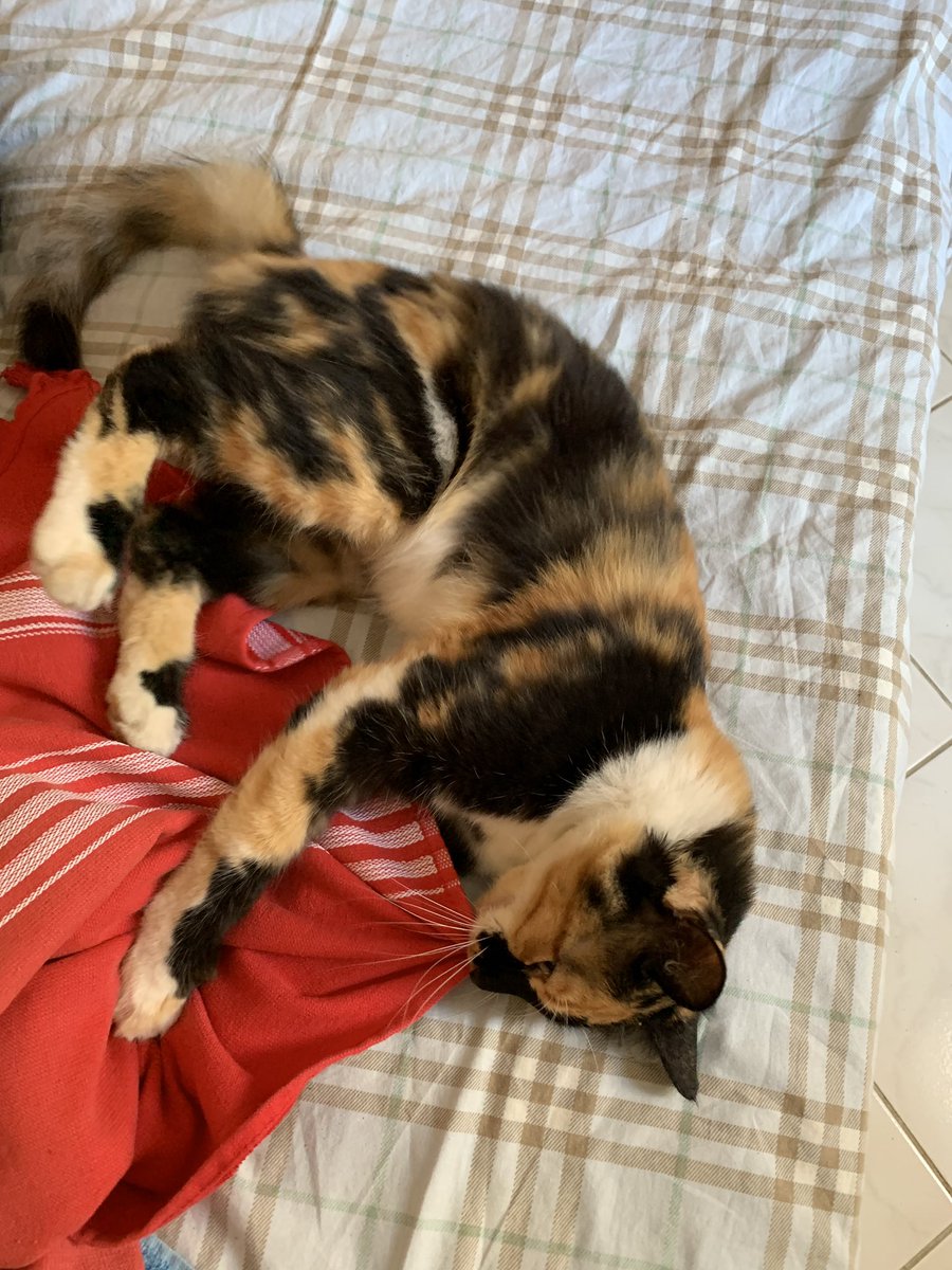 KanownikMa's tweet photo. @szumand A na łóżku wygląda tak 😻 https://t.co/o4YmfiU4wd