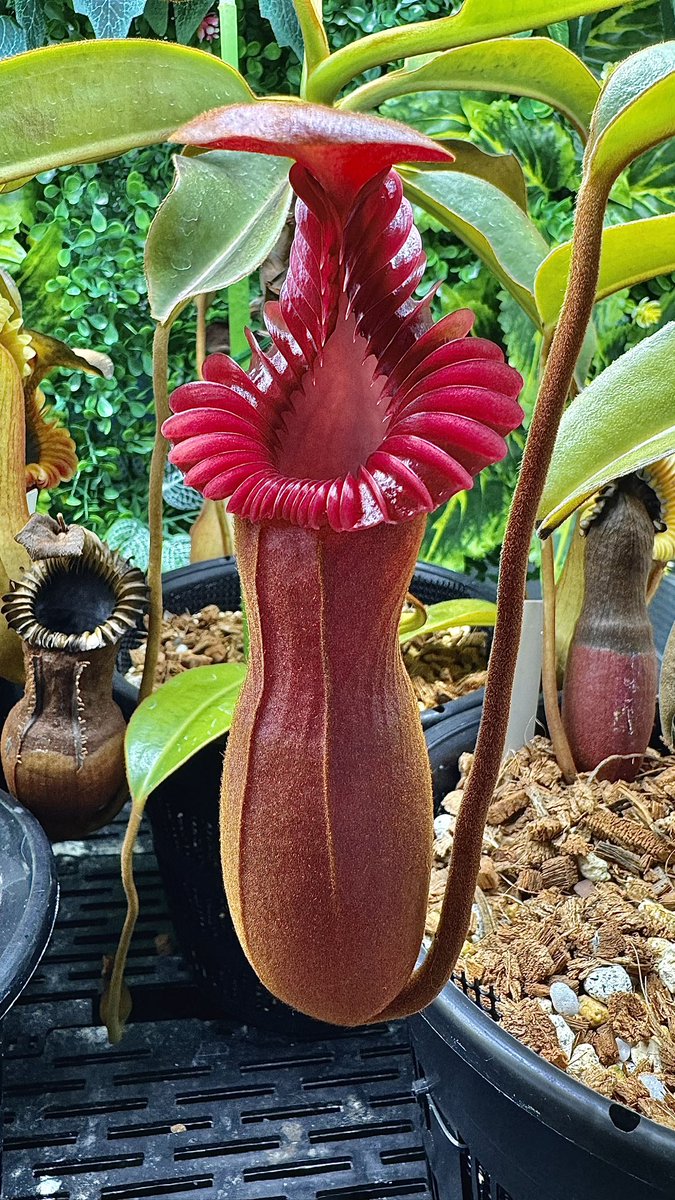 N.edwardsiana Mt.Kali
奇形な袋ばかりつけてましたがやっと綺麗な袋を付けました。赤黒いともいえる真紅のピッチャー、襟はflat peristome。
家宝ものです