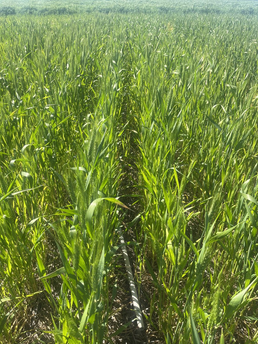 Nick Eyres tweet media