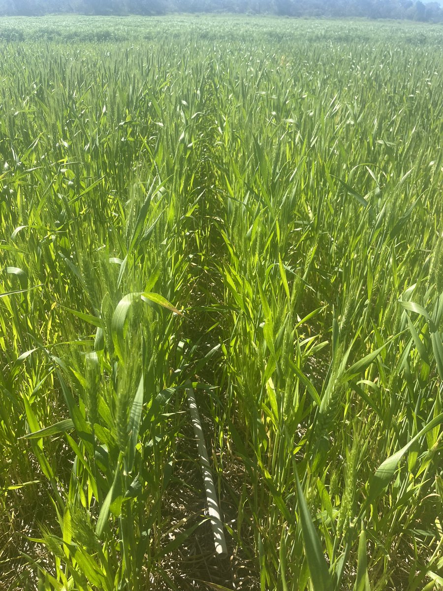 Nick Eyres tweet media