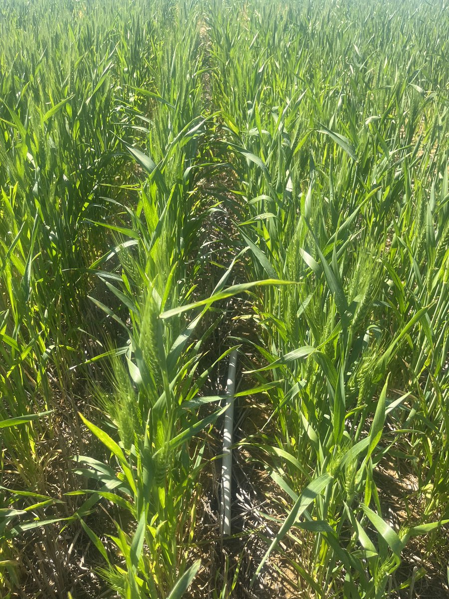 Nick Eyres tweet media