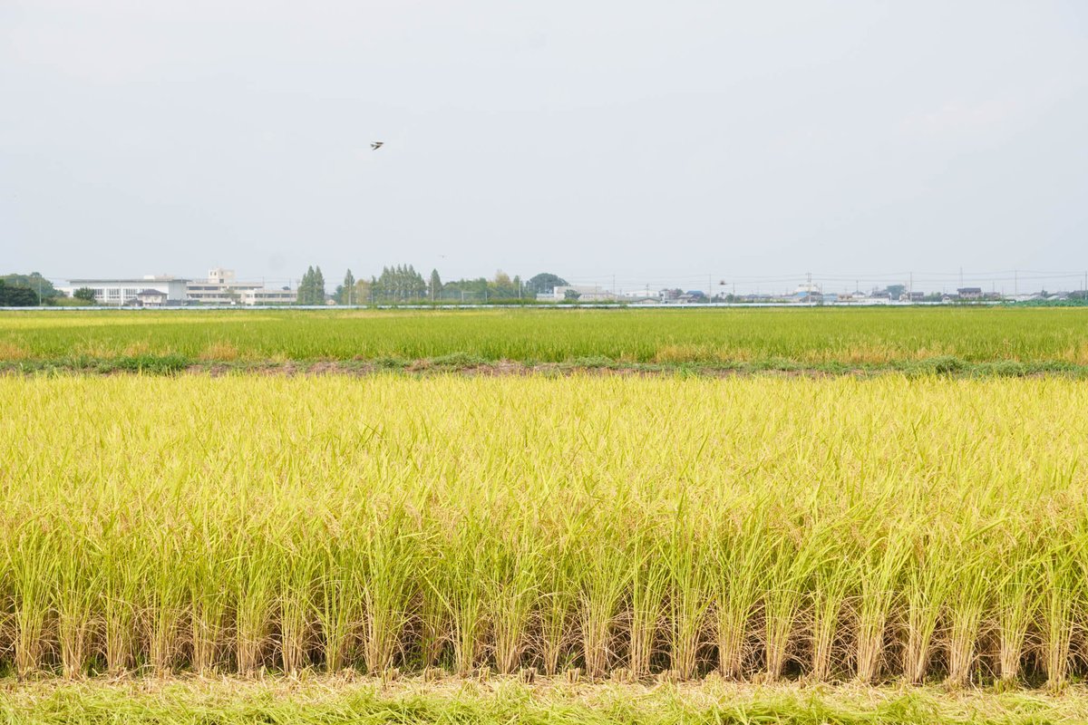 kazocity_PR's tweet photo. ＼#北川辺コシヒカリ の稲刈り開始🌾／

8月中旬、#加須市 内の北川辺地域で #かぞブランド「北川辺コシヒカリ」の稲刈りが始まりました！
農家さんの思いが込められた美味しいお米です🌾
芳醇な甘さともちもちの食感を、ぜひご賞味ください💡

#kazocity https://t.co/rt3OCD0dUl