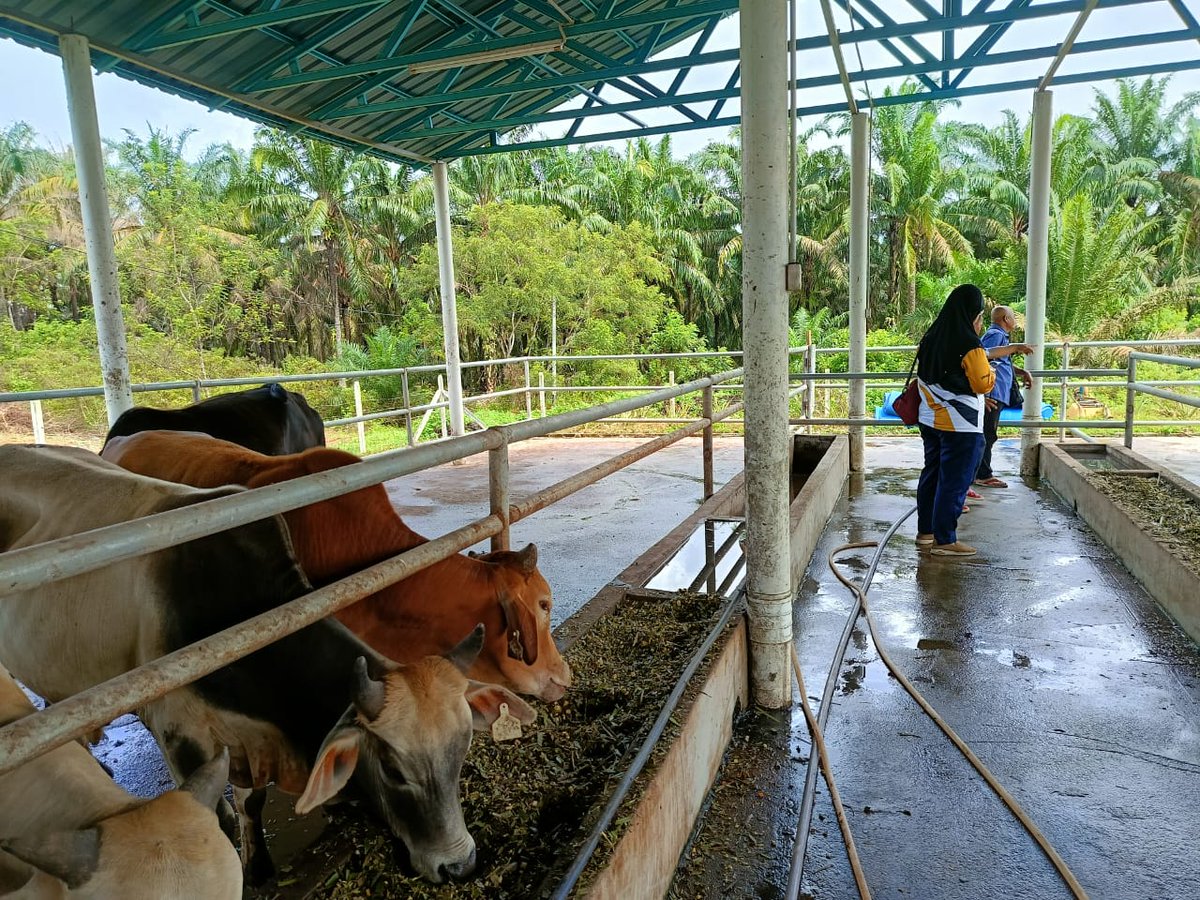 ppk_selama's tweet photo. 📷 LAWATAN PEMANTAUAN DARI PUAN NOR RAHILA  BT MOHD YUSOF (TIMBALAN PENGARAH LPP KEDAH)  KE TAPAK PROJEK LEMBU FIDLOT
📷 11.OO PAGI
📷  KAMPUNG MEDAN SG TAKA,SERDANG KEDAH
📷   25 OGOS 2024 (AHAD)
#𝐋𝐏𝐏𝐌𝐚𝐥𝐚𝐲𝐬𝐢𝐚
#𝐋𝐏𝐏𝟒𝐅𝐚𝐫𝐦𝐞𝐫𝐬
#𝐏𝐞𝐫𝐤𝐚𝐬𝐚𝐏𝐞𝐥𝐚𝐝𝐚𝐧𝐠 https://t.co/cjoZsKIHUI