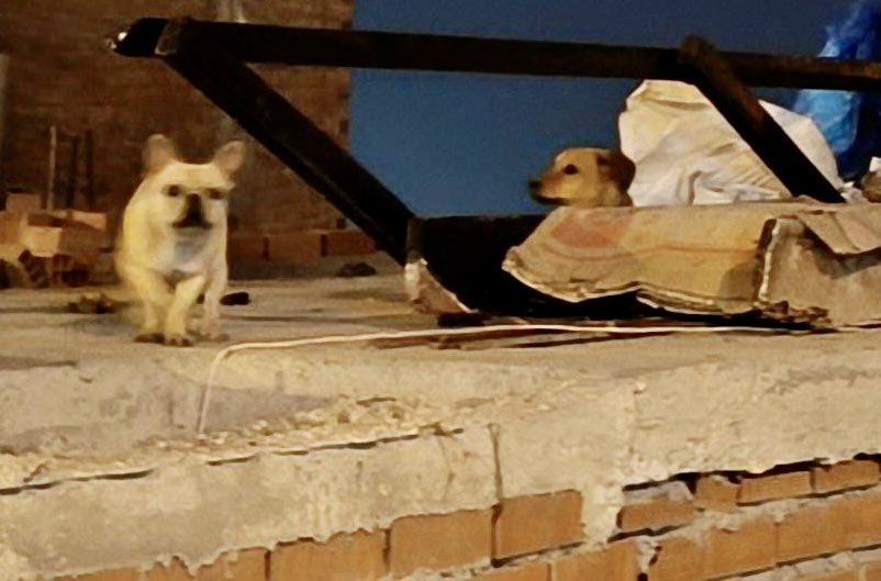 ATENCIÓN 🚨 Vecinos reportan maltrato animal y/o posibles perritos robados: a la fría intemperie en una azotea sin barandas en Calle Malecón Bernales Manzana F, Lote 4 A. Pueblo Joven Medalla Milagrosa al lado de la Pera del Amor en Magdalena. <a href="/munimagdalena/">Magdalena del Mar</a>