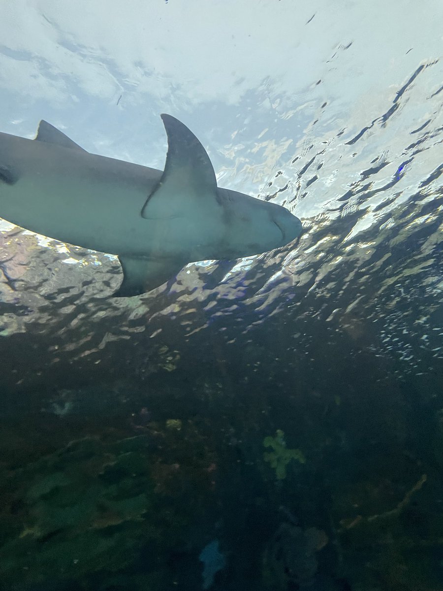 Another aquarium photo. Just a shark that's all #fish #shark