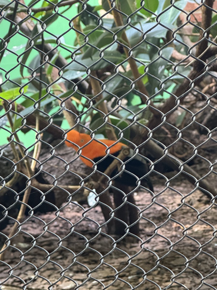 An Andean cock-of-the-rock we saw at a nearby zoo (Quechua: Tunki). It is present from Venezuela to Bolivia and is the national bird of #Peru