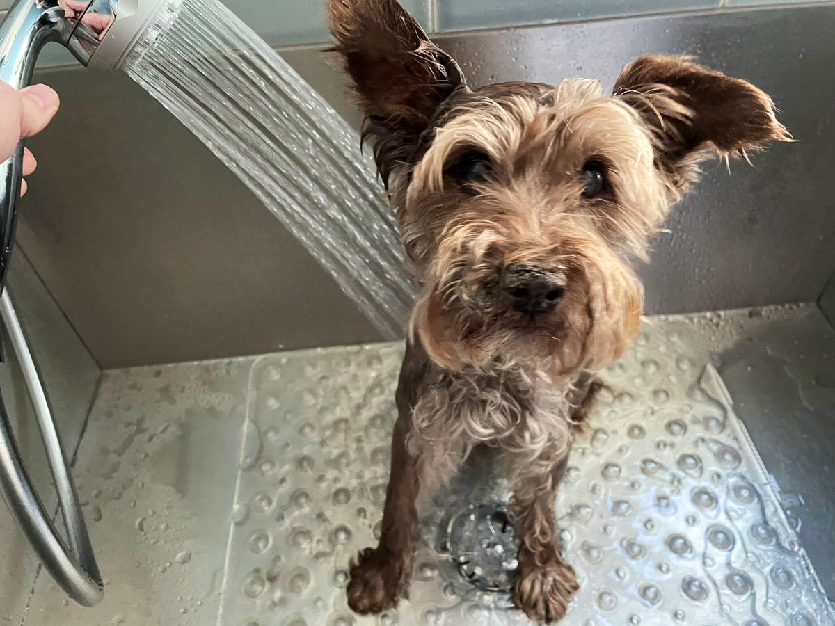 Being held against my will - send help! #schnauzergang