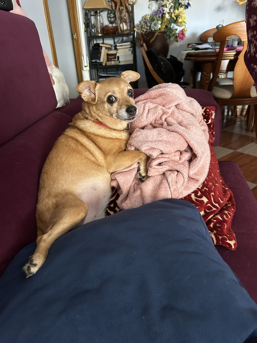 put4borde's tweet photo. @twaniimals https://t.co/KEfyeJd8GN