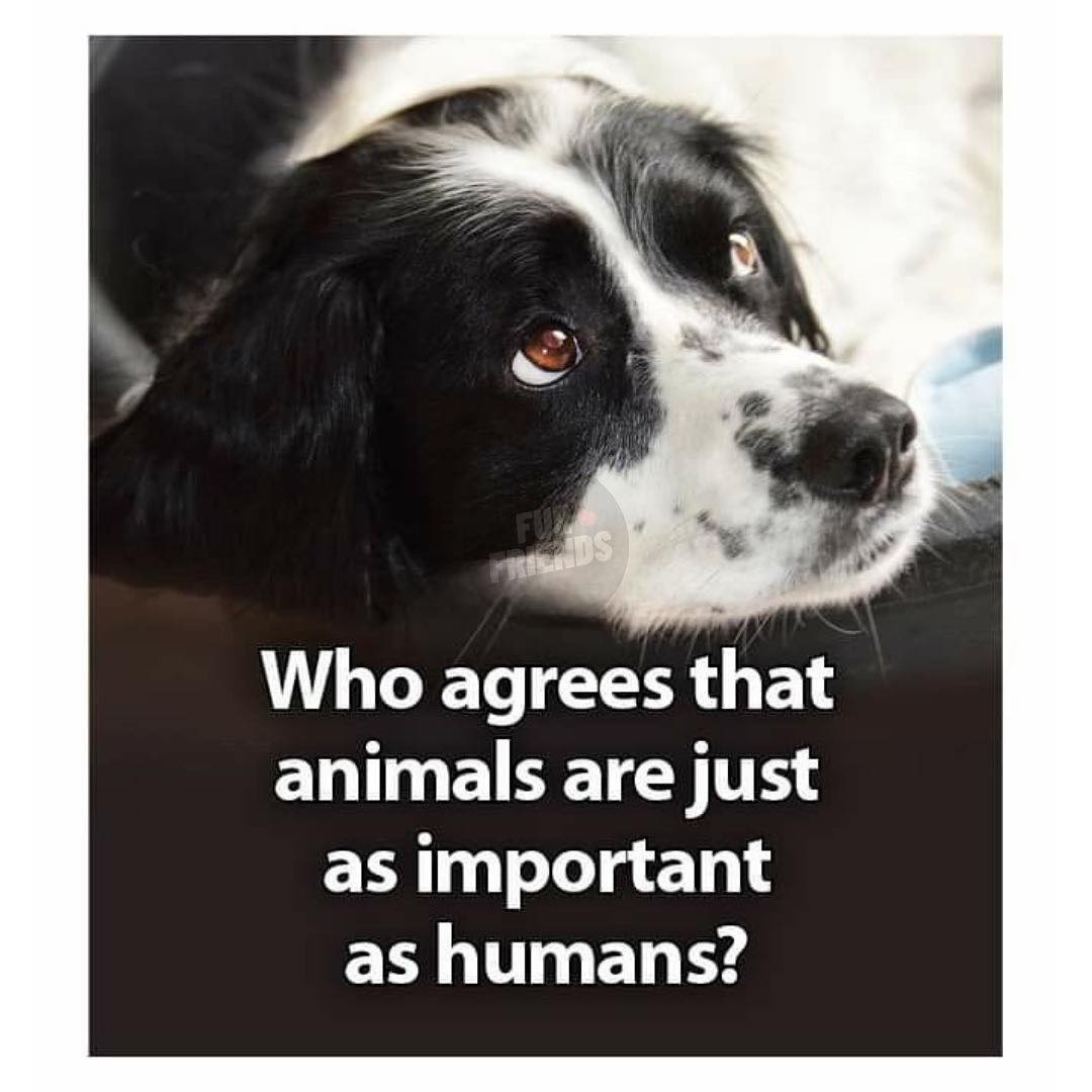 𝕏 Dogs tweet media