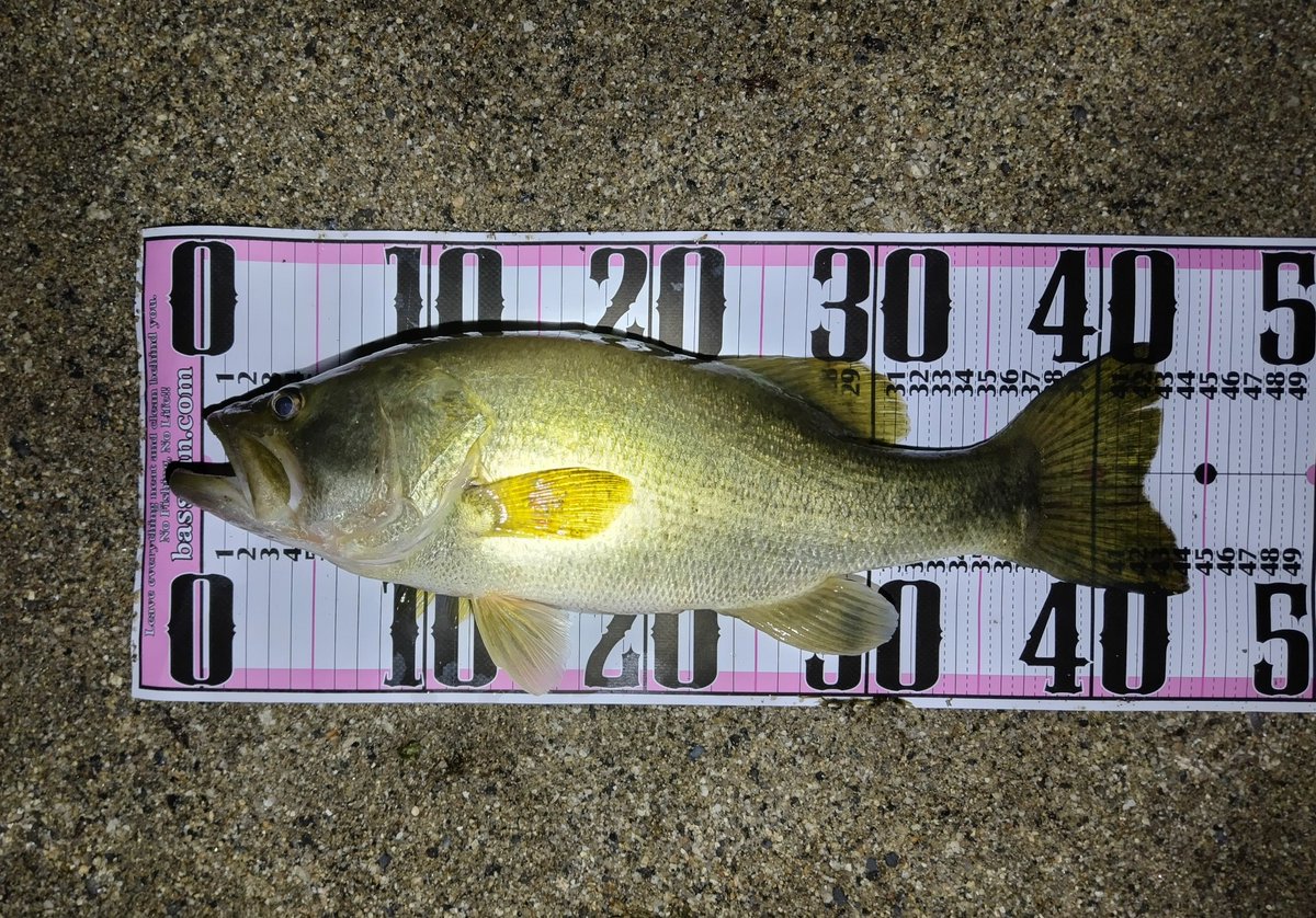 ウェーディングしてる自分の2m先に落としたら釣れた🫠この距離はさすがに気付かれてると思ってたから今までノーマークだった…