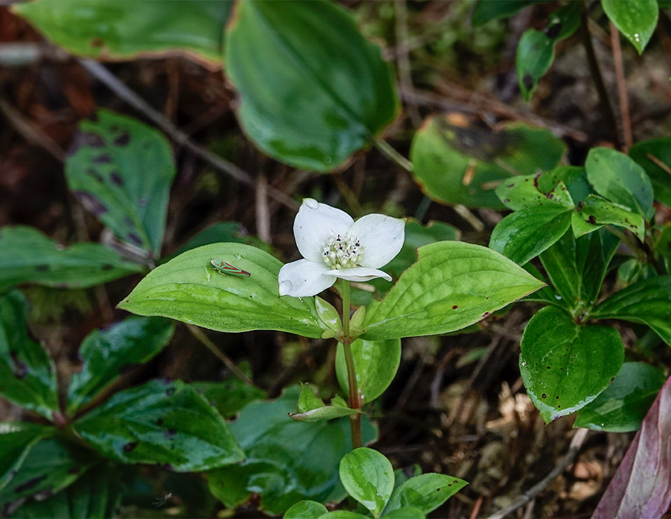 WildAdks's tweet photo. Bunchberry usually begins flowering in late May or early June, but this little group flowers in late summer. Bunchberry near the Osgood River, Franklin County, NKY (25 August 2024). https://t.co/XpIijCEQMv
#bunchberry #Adirondackwildflowers https://t.co/wxvEFwhzw1
