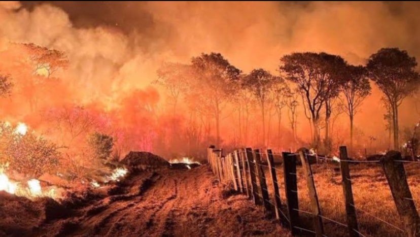 wandersondutch's tweet photo. Apenas nos primeiros meses deste ano, a Amazônia registrou uma alta de mais de 300% nos focos de queimadas, e nada foi feito, pois as famílias e empresas que estão no poder estão preocupadas exclusivamente com suas ambições egoístas. https://t.co/EzS1VUnuUu