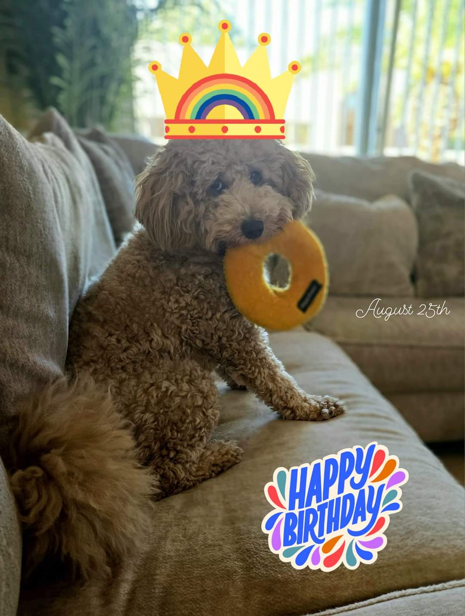 Happy 1st Birthday to my silly Sadie girl! She is such a goofball, but she has brought so much joy to my life! She's having a spa day today with puppy ice cream and cookies! 🎂😍🥳 #birthdaygirl #minigoldendoodle