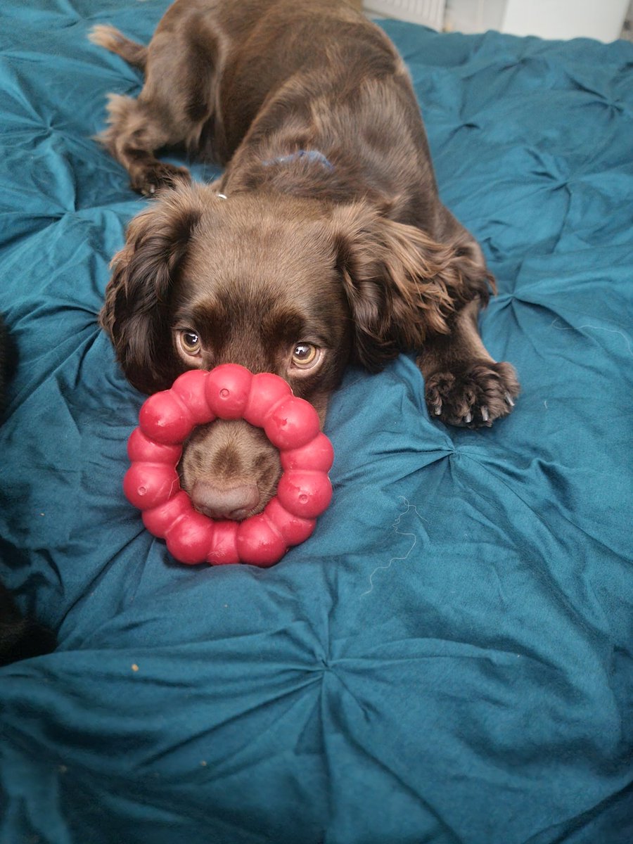 Just gotta love this pup 🐶 😍 even of his halo has slipped