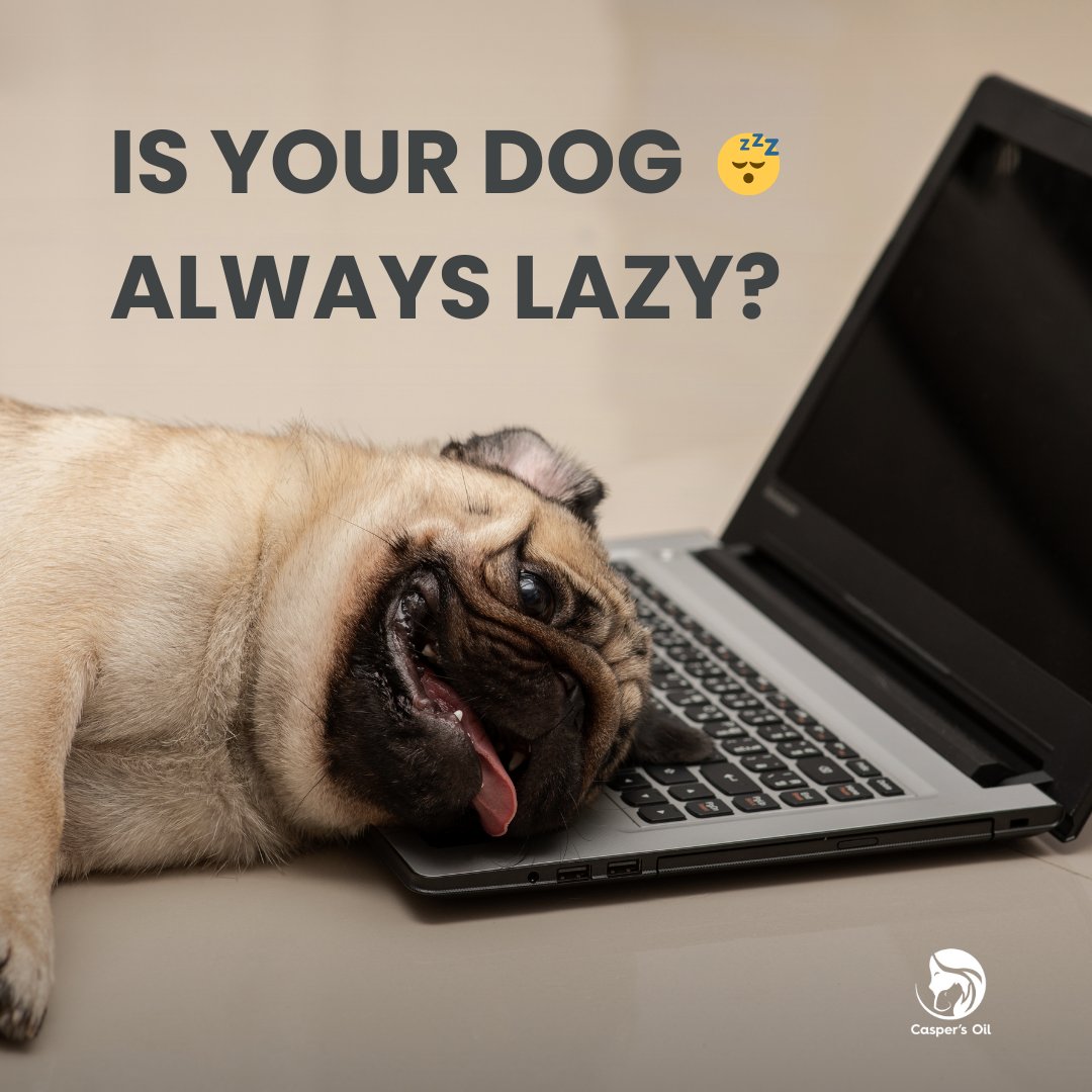 caspersoil's tweet photo. Lazy dog? Try this:

-Games of fetch
-Playing tug of war
-Play hide and seek (You hide and call your dog, then they have to find you.)
-Hide their dinner so they have to hunt for it.
-Casper's Oil 

#dogtips #dog #puppies #dogs #dogtipsandtricks https://t.co/YVeK3y0Cja