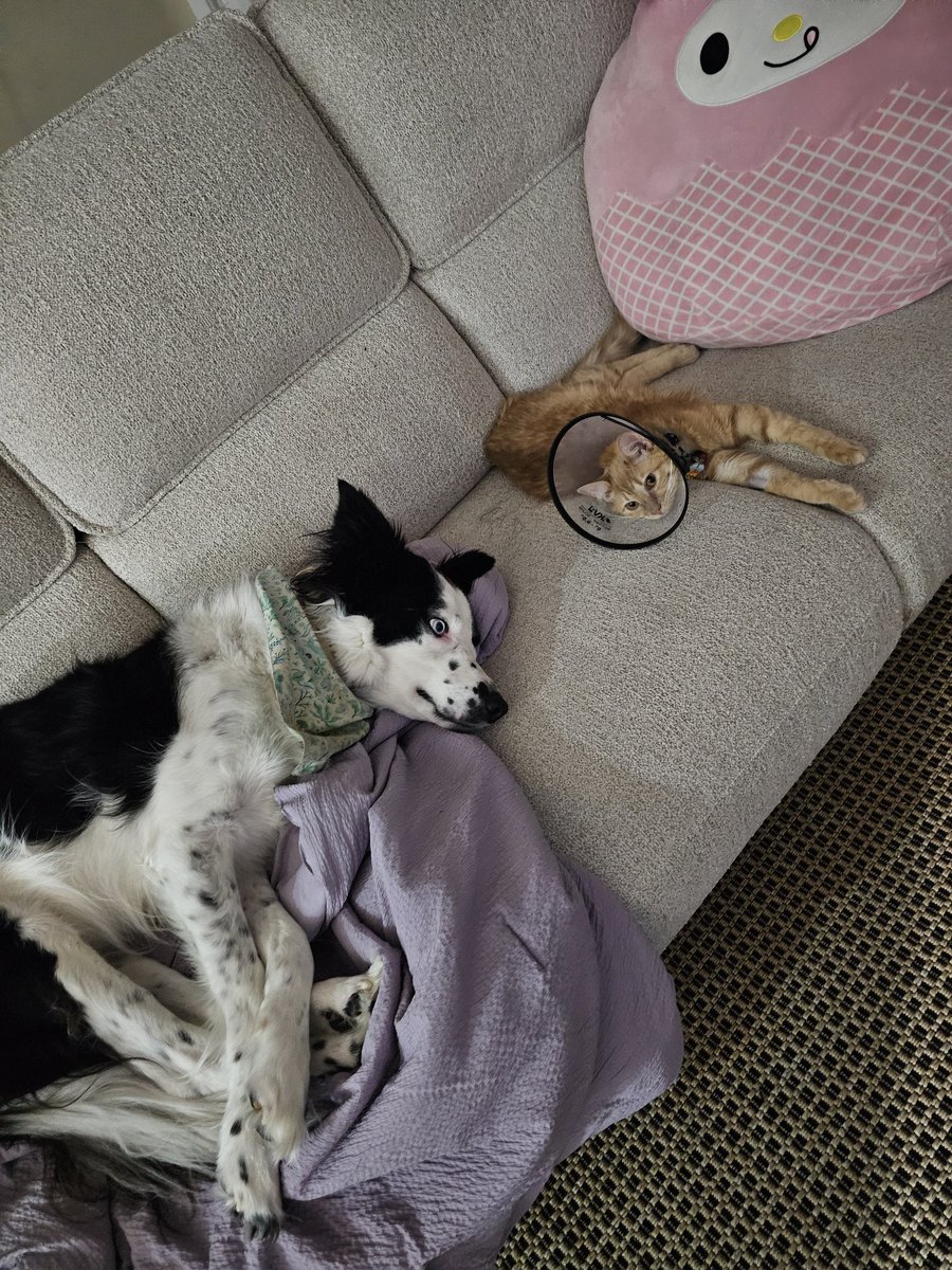 Content from elabunny