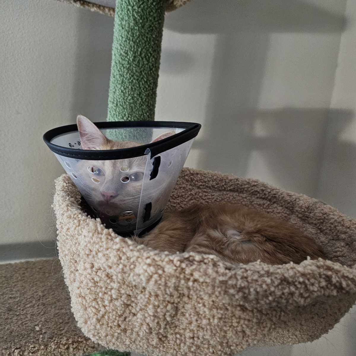 Content from elabunny